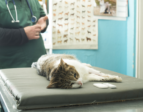 動物と関わりたいという夢のために私は動物病院で薬剤師になりました